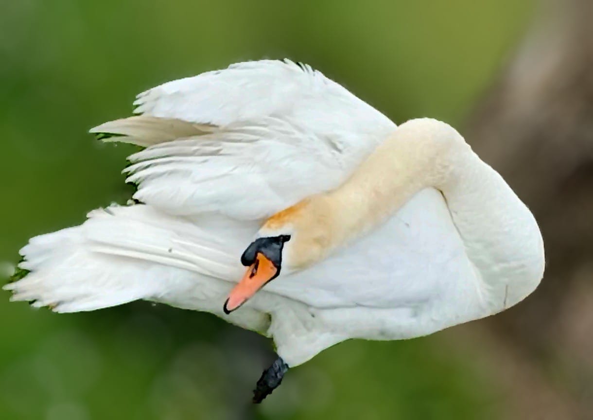 Mute Swan